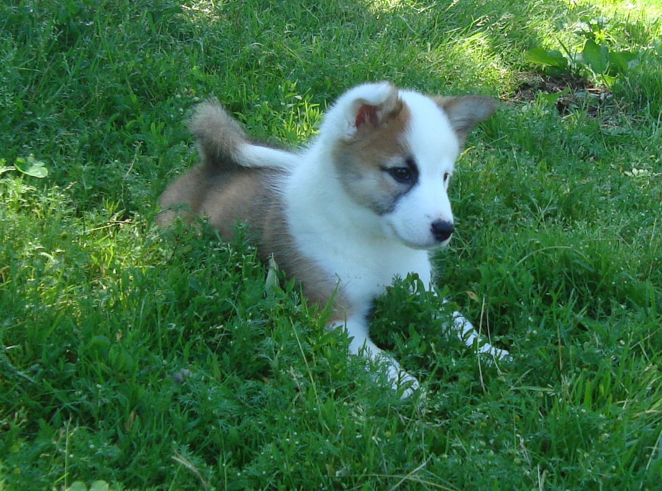 puppies and more icelandicsheepdogpuppies puppies puppies and more puppies puppies and more icelandicsheepdogpuppies puppies puppies and more puppies