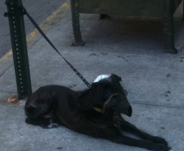 Dogs Tied Up NYC Muzzled and Tied on July 3rd!