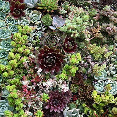 Succulent Garden Design on Close Up Of The Succulents In The Vertical Garden Installation Aren