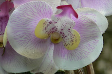 COOKTOWN ORCHID