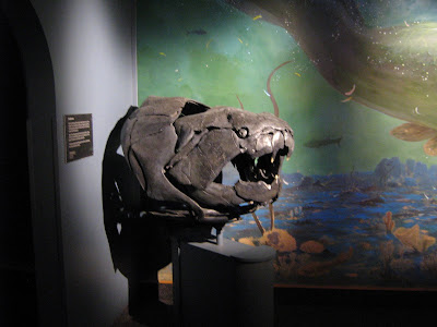 placoderm fishes