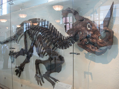 centrosaurus skeleton