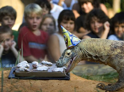 Lizard Happy Birthday