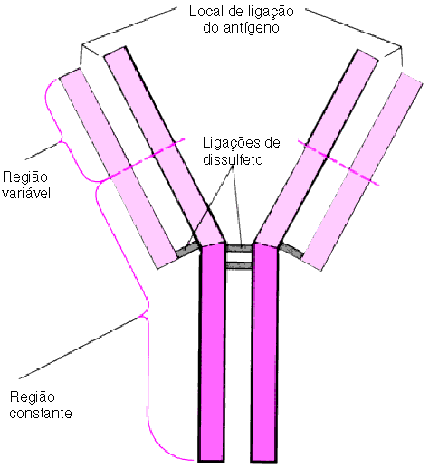Imunologia - in vitro, in situ, in vivo.