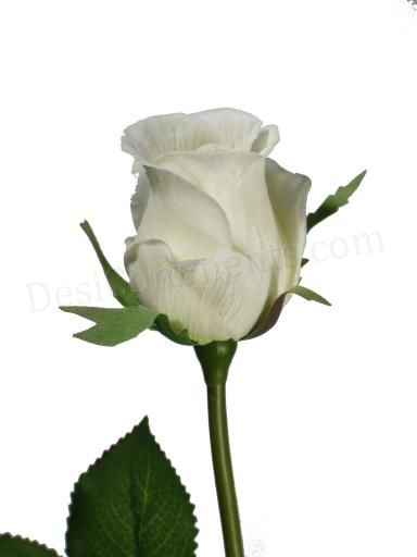 اترك الأحـــــــــــــــــزان..!! White+rose