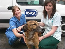 Greyhound Saluki Cross