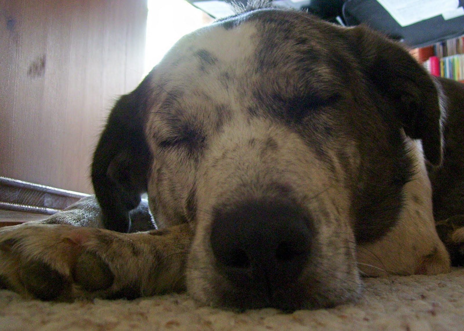 Boston Cattle Dog