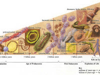 Evolution Diagram Evolution Diagram
