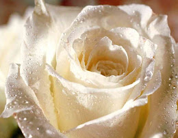 White Rose :X