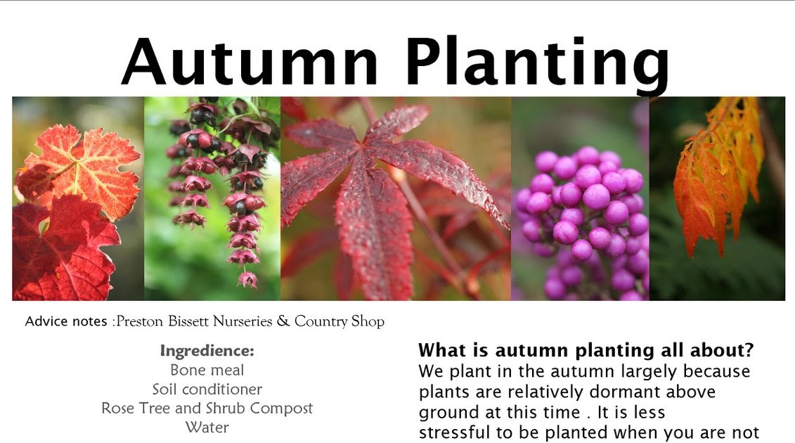 Preston Bissett Nurseries and Country Shop Autumn Planting