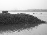 A male elephant on the bank of the Niger River