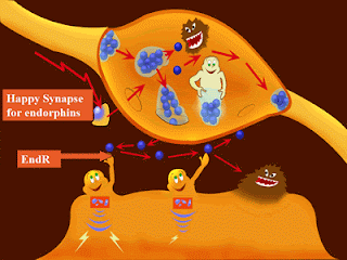 Endorphins are endogenous