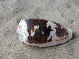 Cone Snail Medical Use | RM. Cone Snail Medical Use | RM.