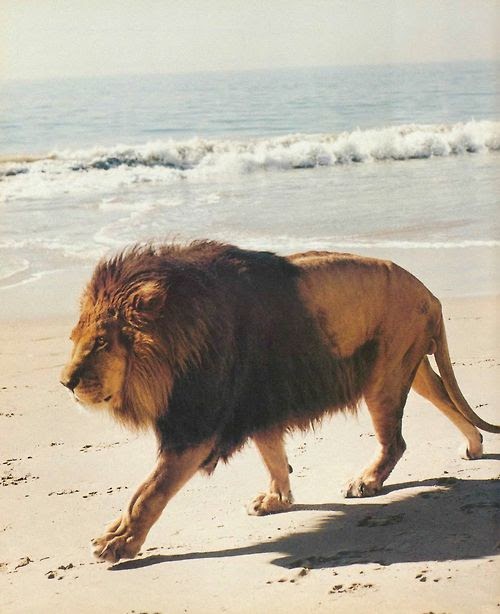 On Transmigration A Day at the Beach Lion edition.
