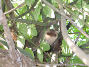 We discovered this sloth at the Smithsonian Marine Exhibit access road. panamanian sloth