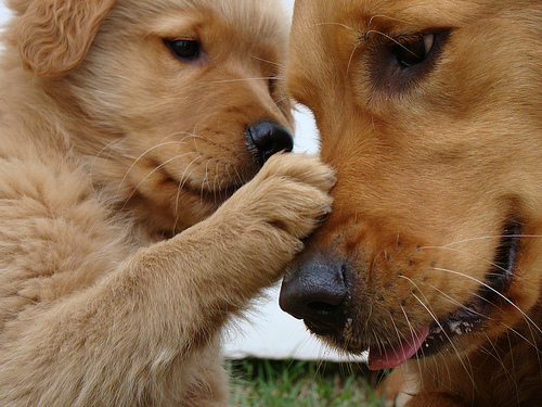 http://4.bp.blogspot.com/_viNmHi_OHkc/TOFt9N1huPI/AAAAAAAAD94/wG5-pIRD1Qw/s1600/caes.jpg