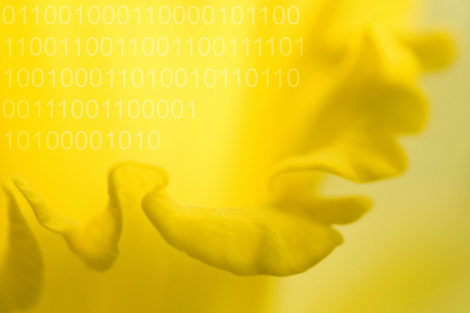 [WEB+Daffodil+ruffles+1787+binary.jpg]