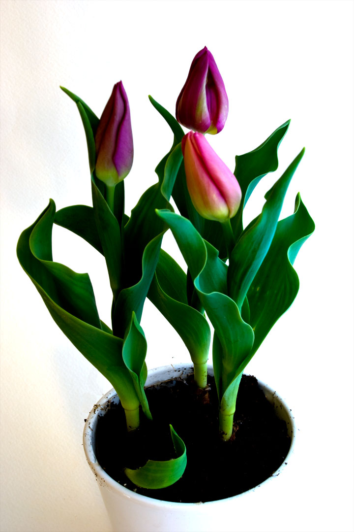 [WEB+Feb+7+Tulips+2796.jpg]