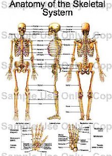 [Fig-3-Human-Skeletal-System.jpg]