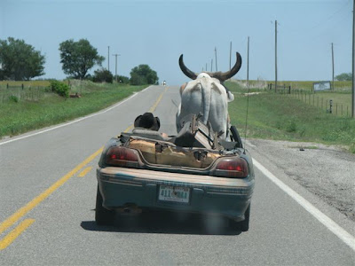 cow cattle hauler funny oklahoma trailer dixon mason wild west redneck
