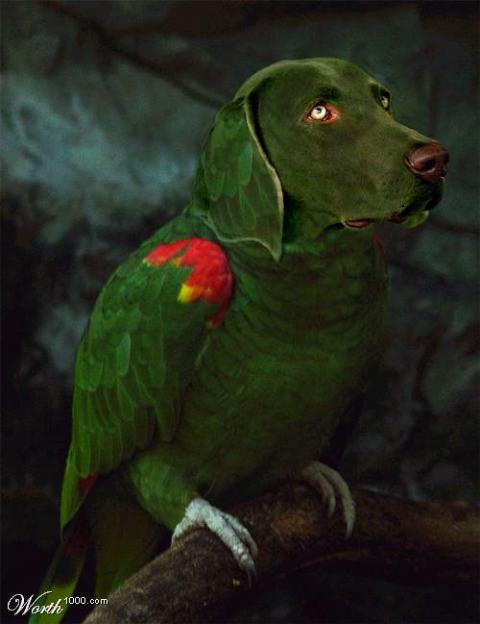 [openaviary2.jpg]