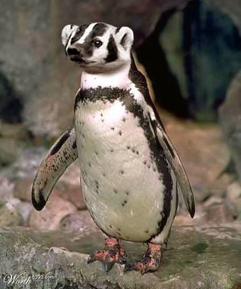 [openaviary8.jpg]