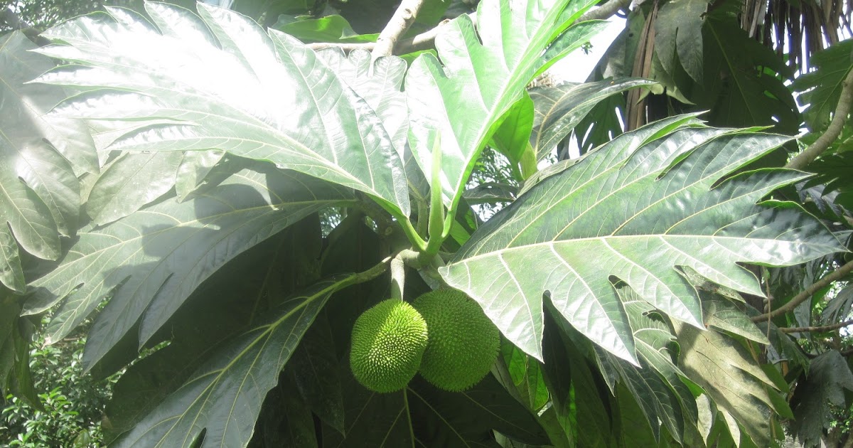 Für ein Jahr in Perú Cashibo