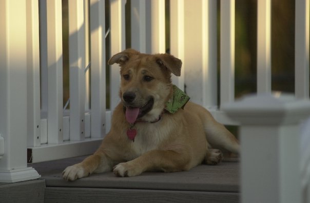 [Rosie+houdini]
