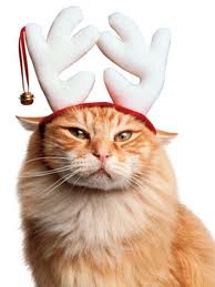 disgruntled%2Bcat.jpg
