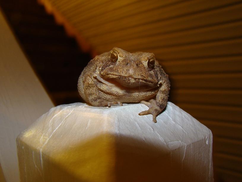 [toad+on+porch.JPG]