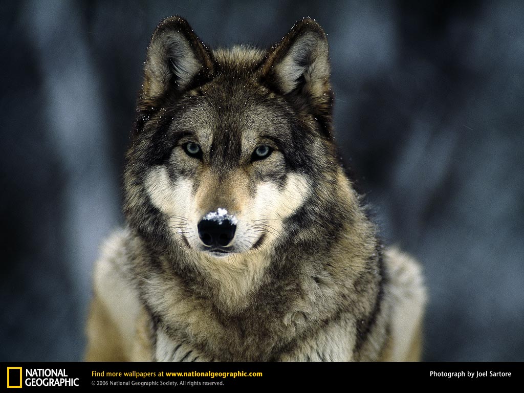 http://4.bp.blogspot.com/_vl6tG98Fgi4/TNl0sE-84DI/AAAAAAAAAY4/Yq8U_6nr3_I/s1600/grey-wolf-snow.jpeg