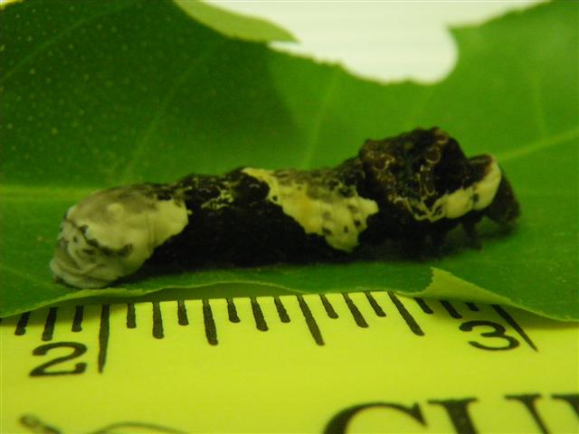 [IMGP3956+(Small).JPG]