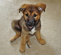 some random German shepherd mix, not the perpetrator in this story some random German shepherd mix, not the perpetrator in this story