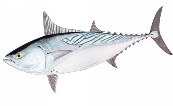 [0570-euthynnus-affinis.jpg]