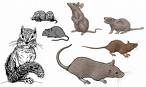 [rodents.jpg]