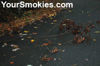 branches in road