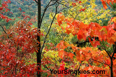 fall colors in the Smoky Mountains
