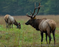 elk restoration program in the Great Smoky Mountains national park