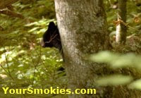 Great Smoky Mountains Nat Park Black Bear encounter and lesson learned.