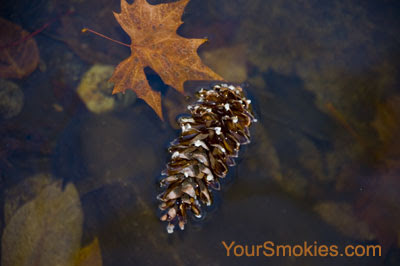 Most valuable resource of the Great Smoky Mountains national park?