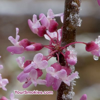 Protect your plants against tonight's hard freeze in the Smokies