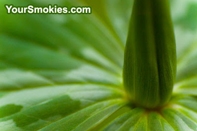 A trillium leaves and bloom in the GSMNP