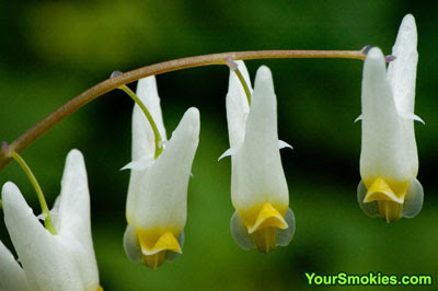 picture of Dutchmen's Breeches taken by the Chimneys in the Great Smoky Mountains national park