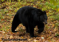 the Great Smoky Mountains national park has more than 2 black bear per square mile