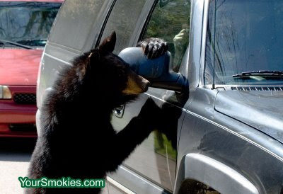 black bear climbs on car in Cades Cove section of the Great Smoky Mountains national park