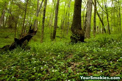 huge trees, dark green ferns and heavy low cover of wildflowers