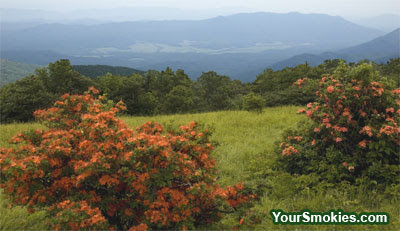 Gregory Bald Azaleas in Peak Bloom Right Now