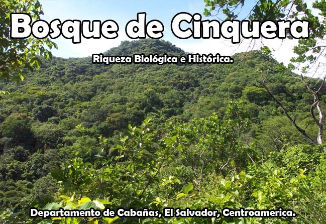 Bosque de Cinquera