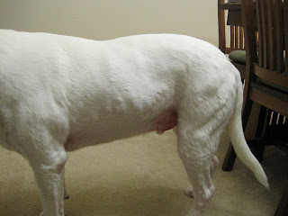 Can My Dog Get A Staph Infection From Me Can My Dog Get A Staph Infection From Me