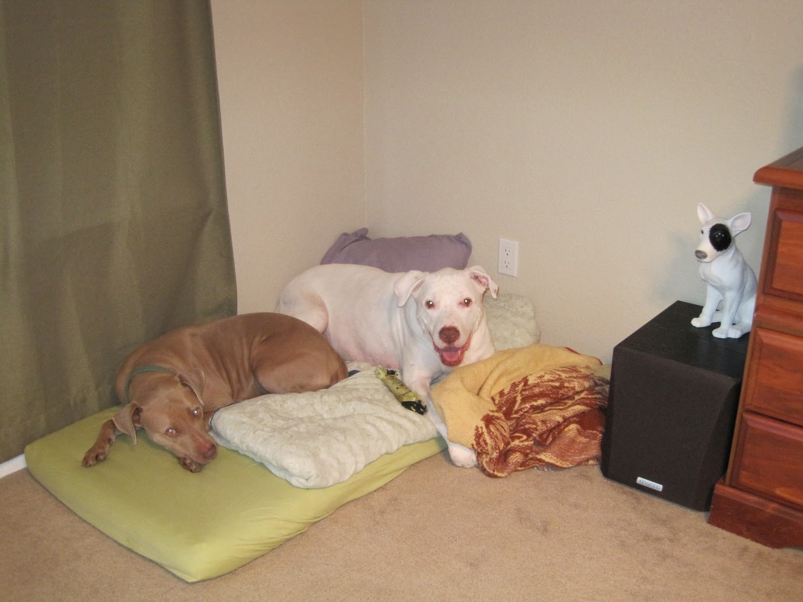 The Happy Pit Bull Blog A unique dog bed solution